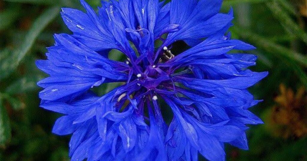 Blue Cornflowers