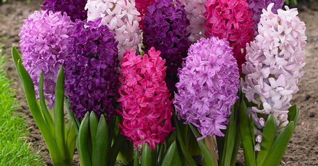 Hyacinth