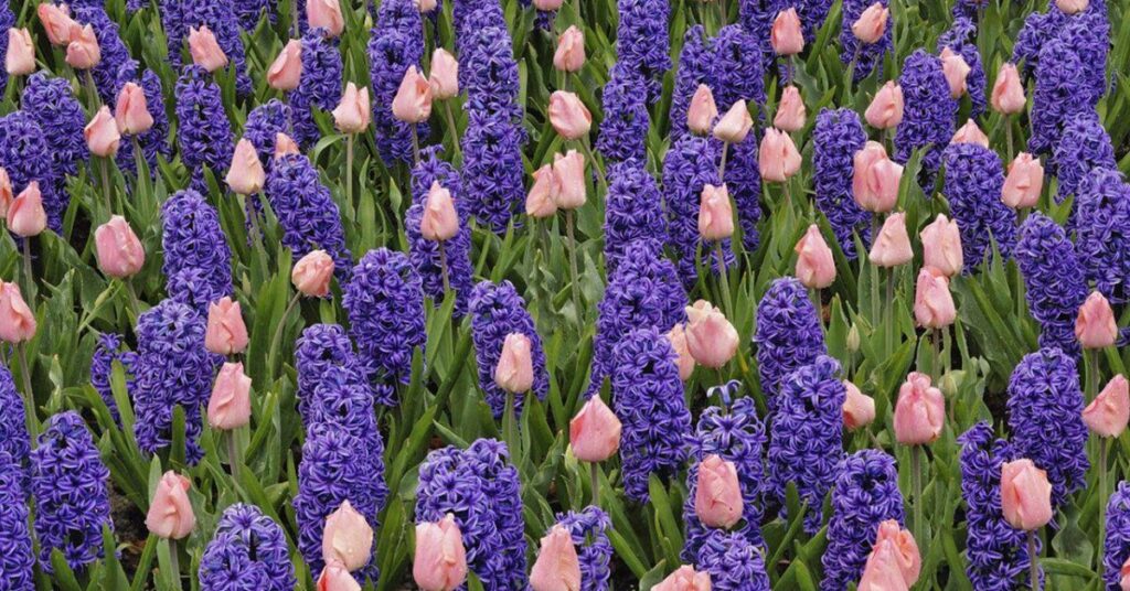 Hyacinth