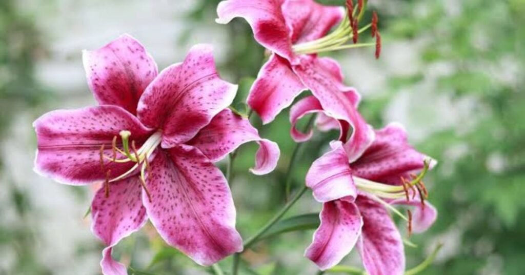Lily