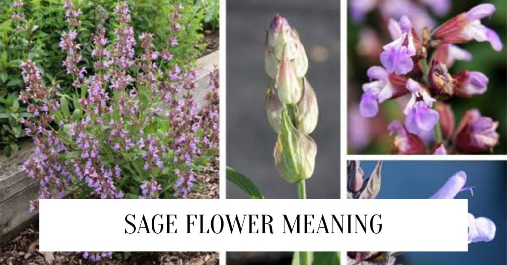 Sage Flower Meaning