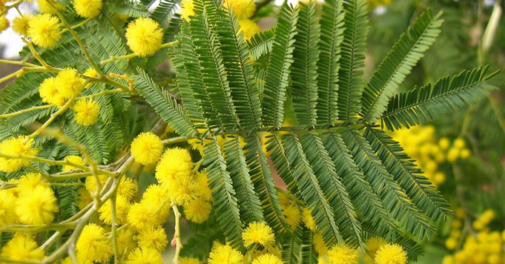 Acacia Represent Protection