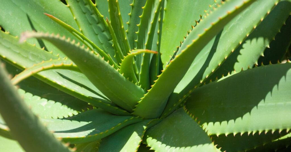 Aloe vera Represent Protection