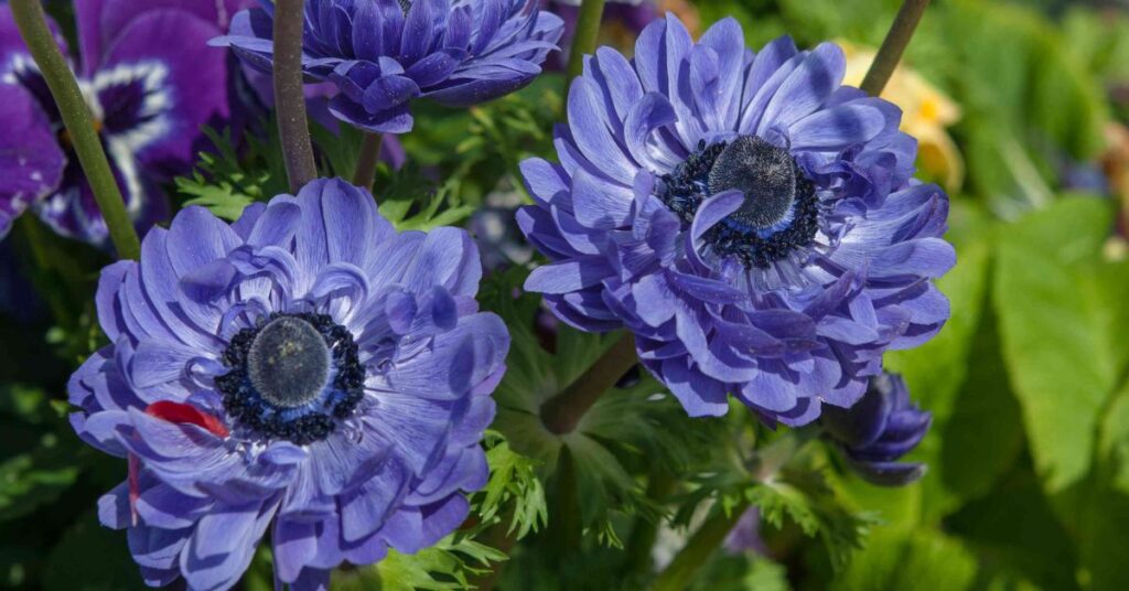 Anemone Represent Protection