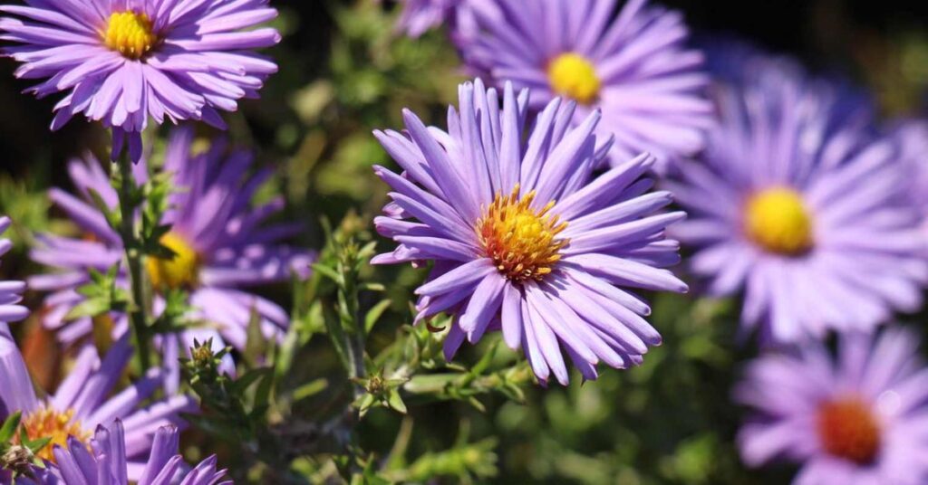 Aster Represent Protection