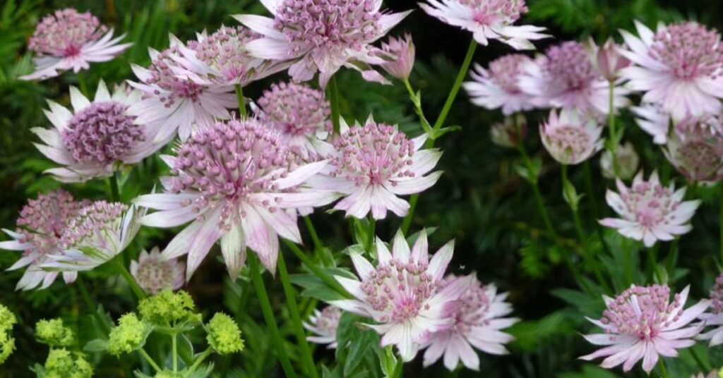 Astrantia Represent Protection