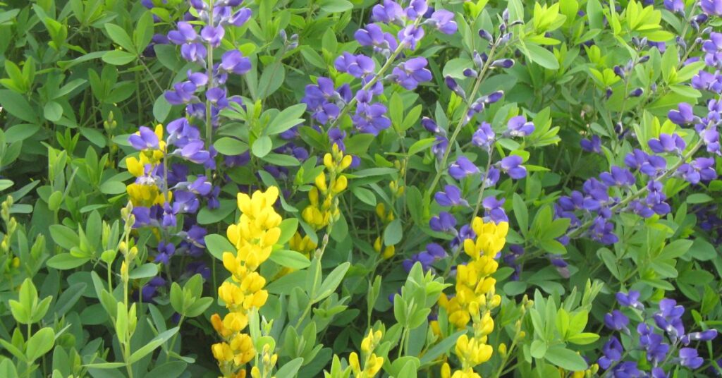 Baptisia Represent Protection