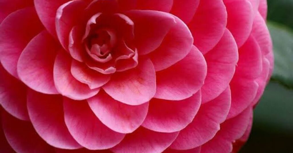 Camellia Flower Symbolism