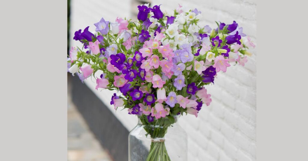 Campanula