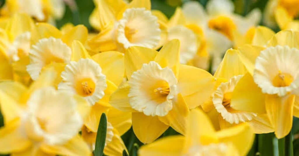 Daffodils