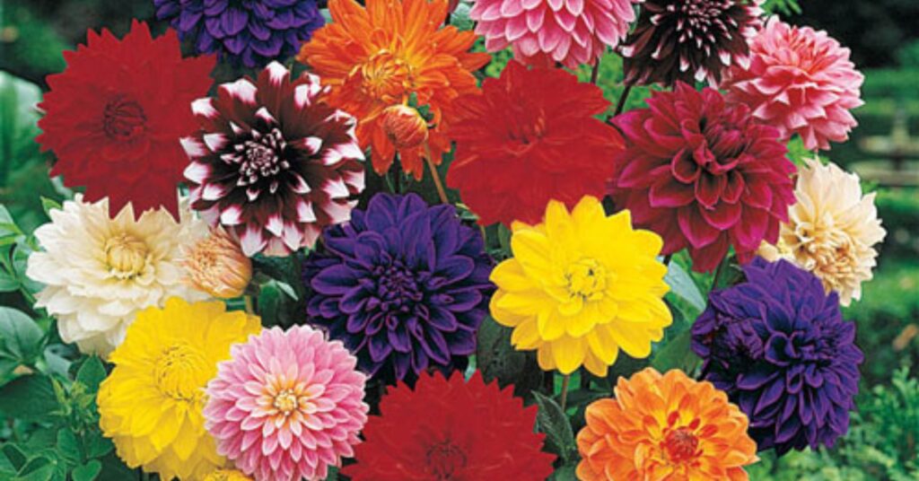 Dahlia Color Meaning