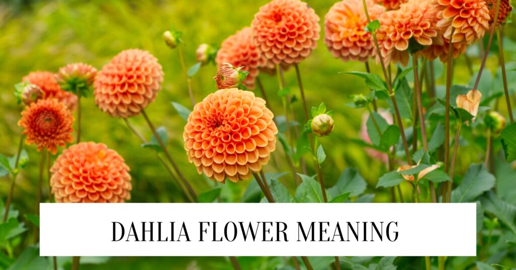 Dahlia Flower Meaning