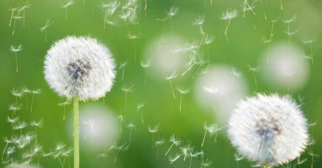 Dandelion represent healing