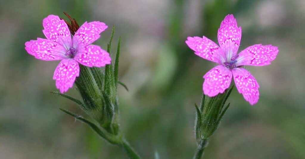 Dianthus Armeria
