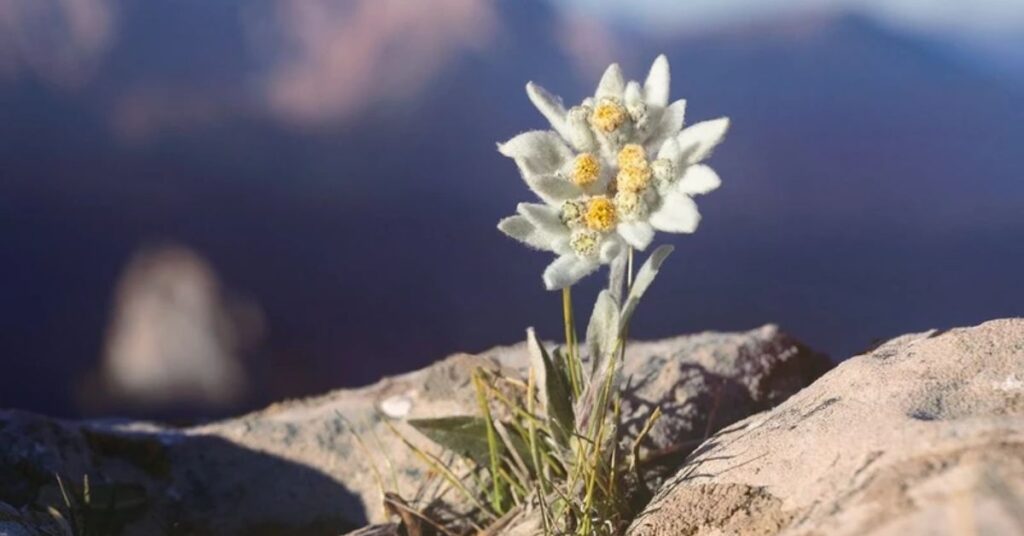 Edelweiss Flower Spiritual Meaning