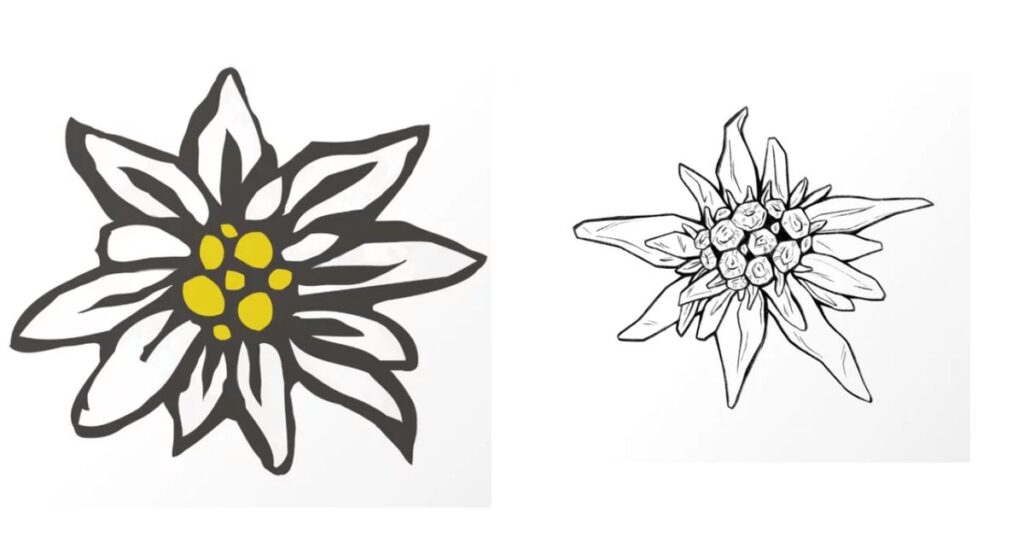 Edelweiss Flower Tattoo Meaning