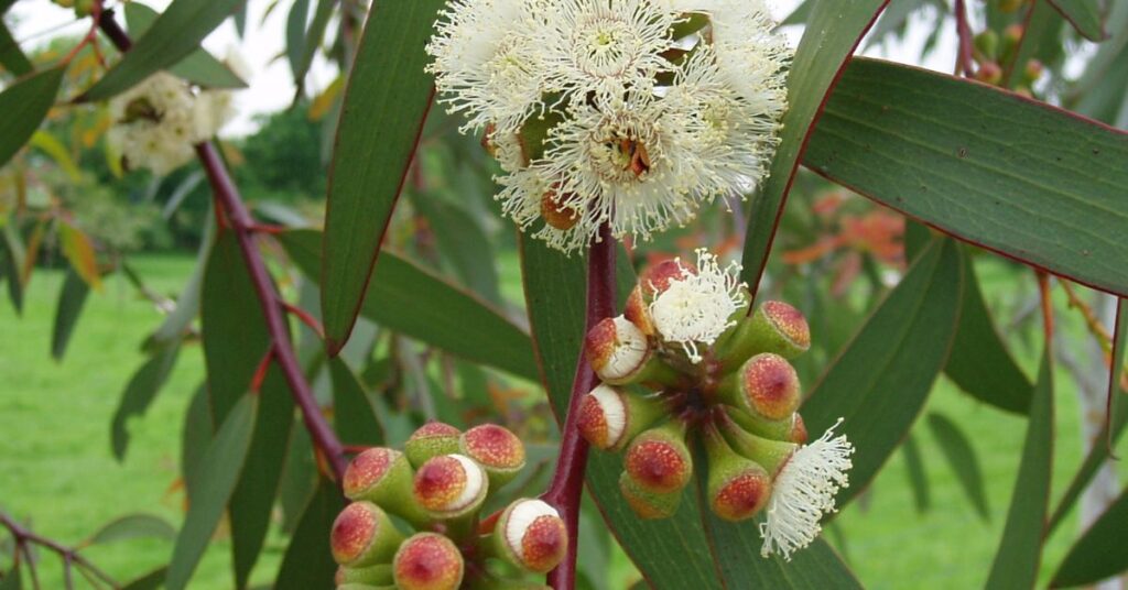 Eucalyptus Represent Protection