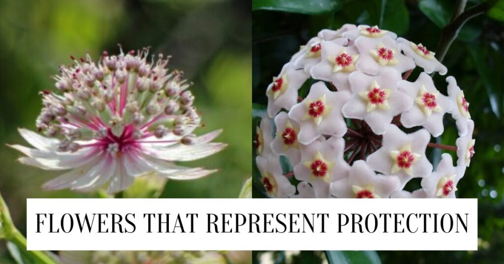 Flowers That Symbolize And Represent Protection