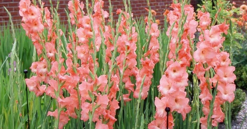 Gladiolus Flowers That Represent New Beginnings