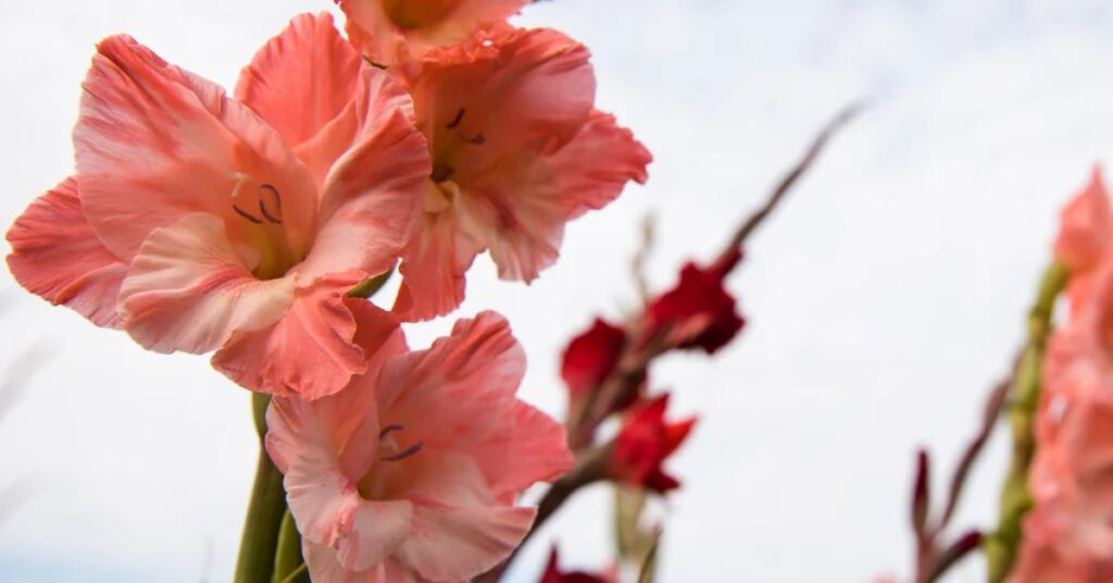 Gladiolus Flower Color Meanings