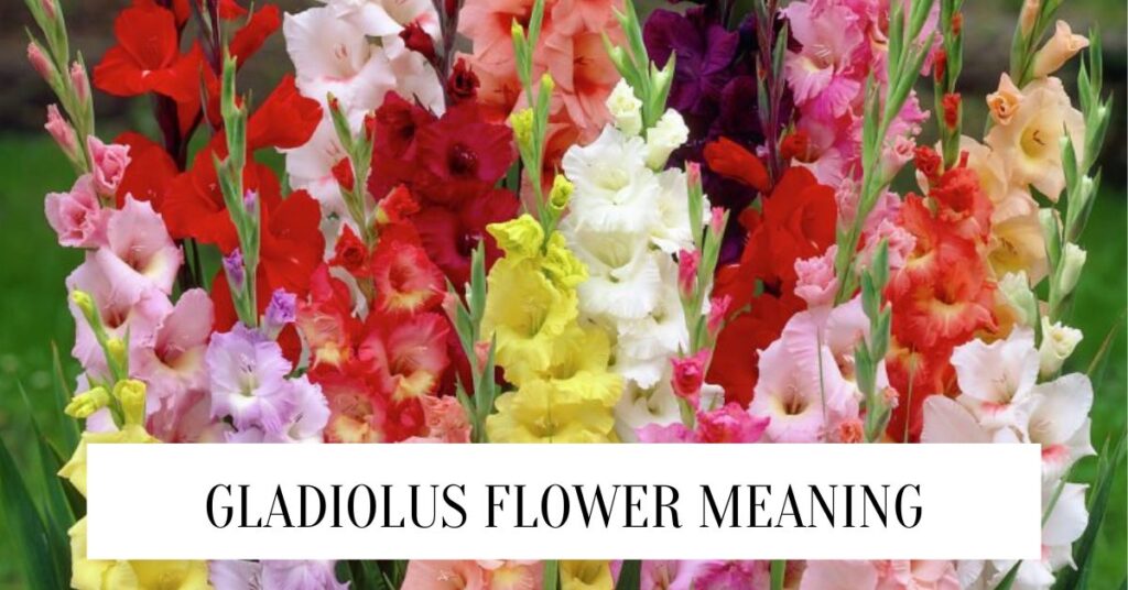 Gladiolus flower meaning