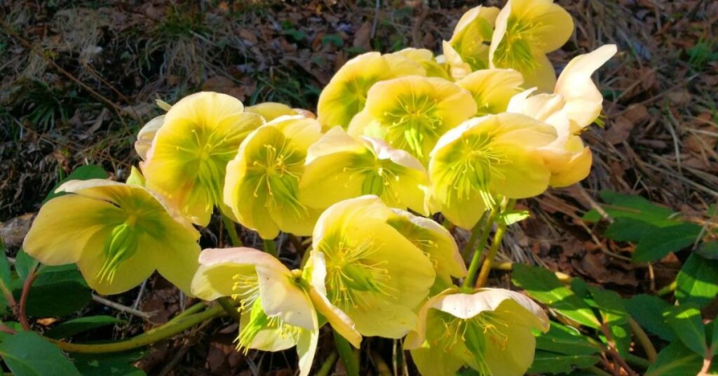 Hellebore Yellow Flowers Meaning
