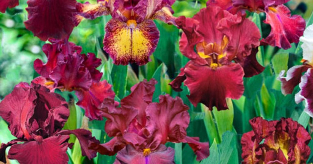 Historical Significance of Iris Flower