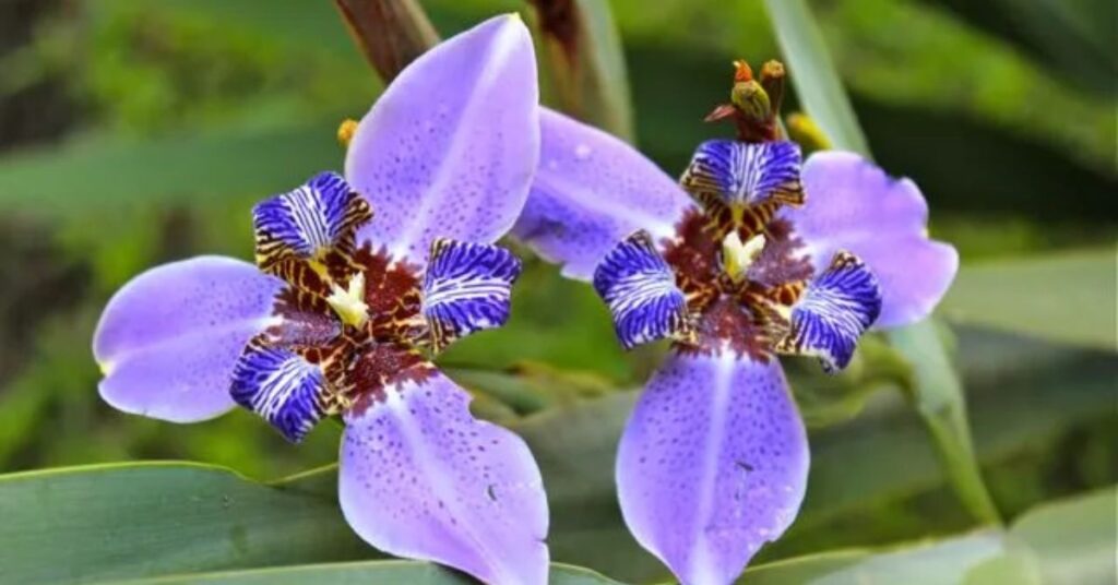 Iris Flowers That Represent New Beginnings