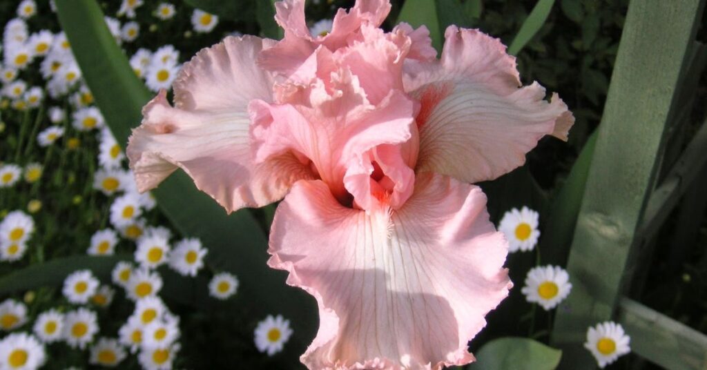 Iris Flower Symbolism