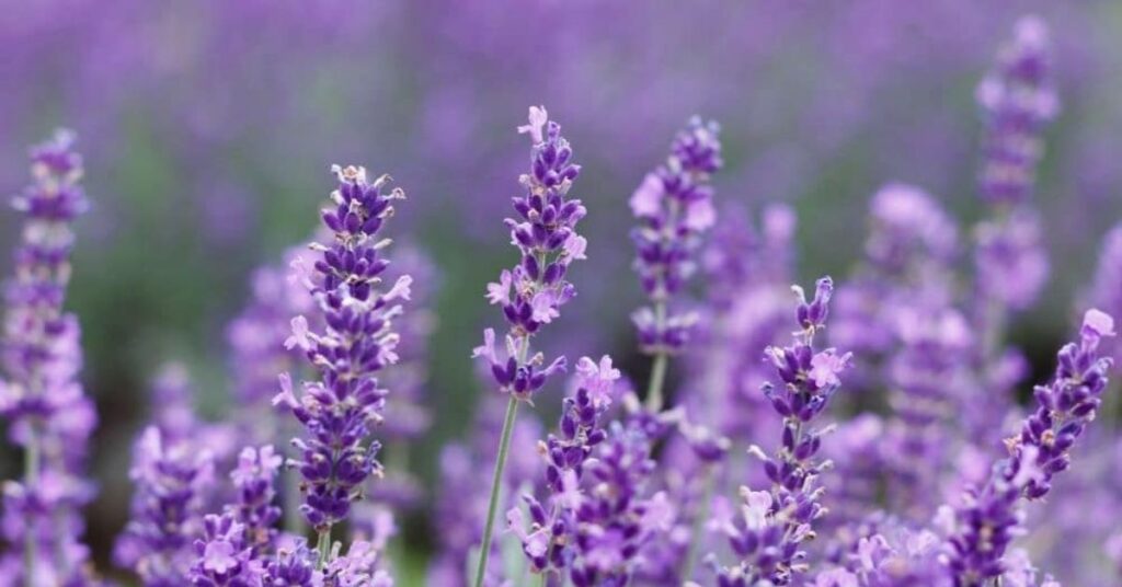 Lavender represent healing