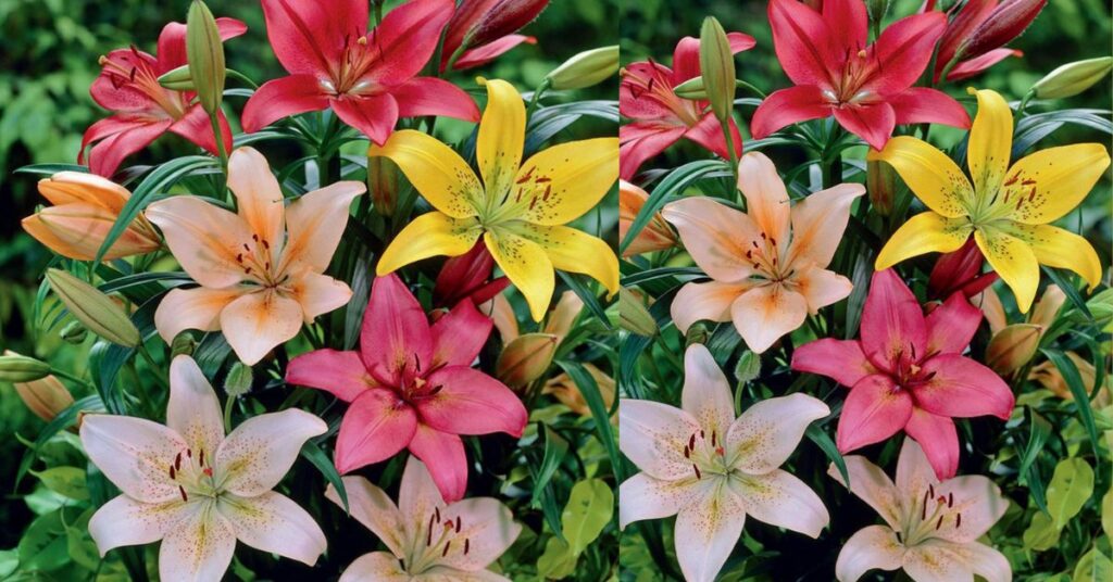 Lillies