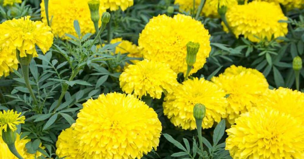 Marigold Yellow Flowers Meaning