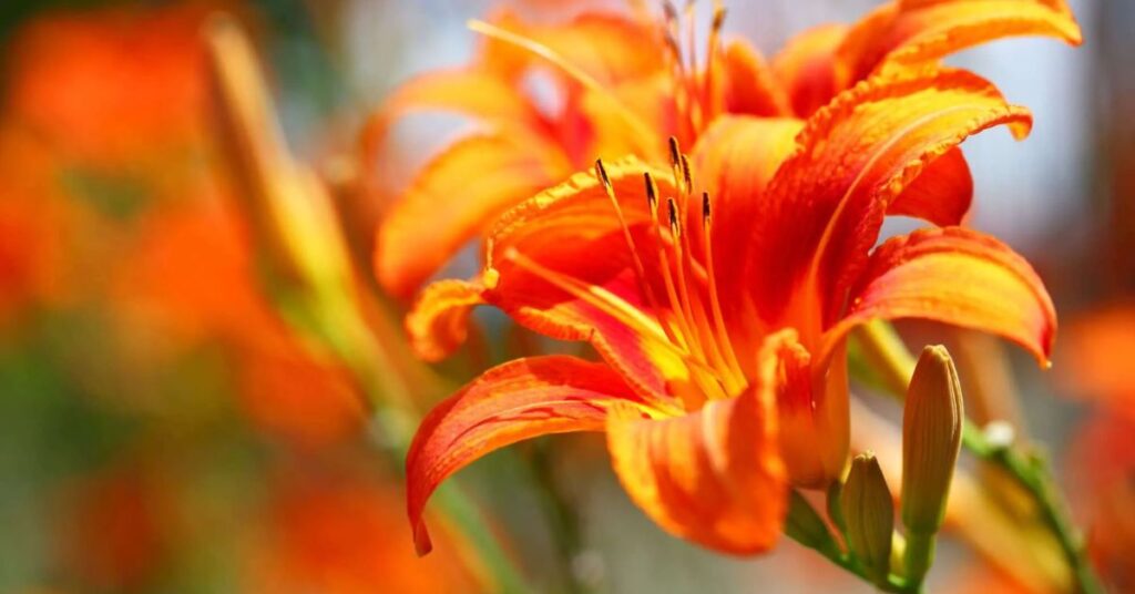 Orange Lily meaning