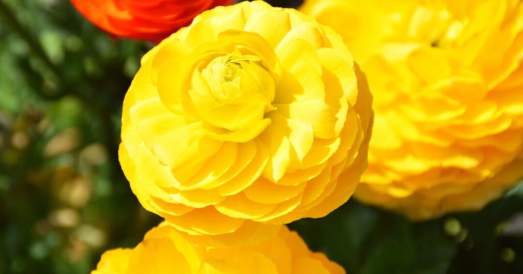 Ranunculus Yellow Flowers Meaning