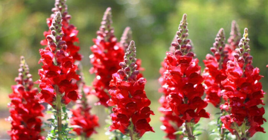 Red Snapdragon Flowers Meaning