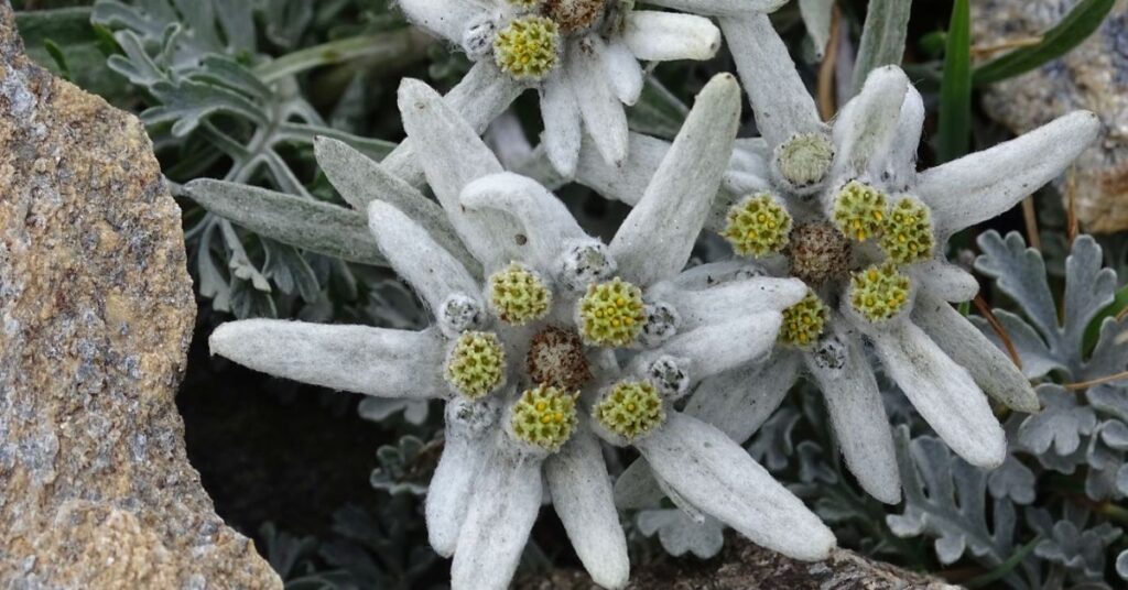 Significance of Edelweiss