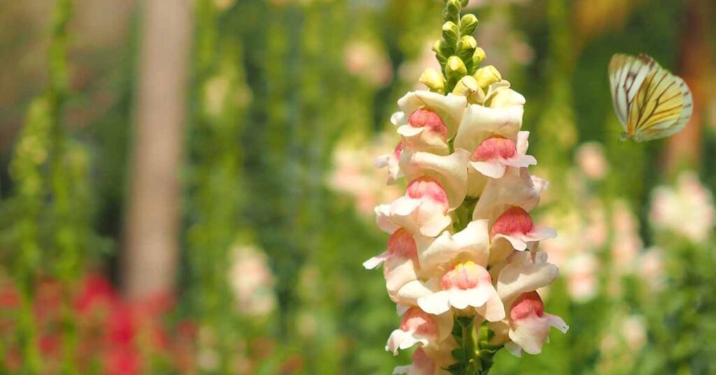Snapdragon Flowers That Represent New Beginnings