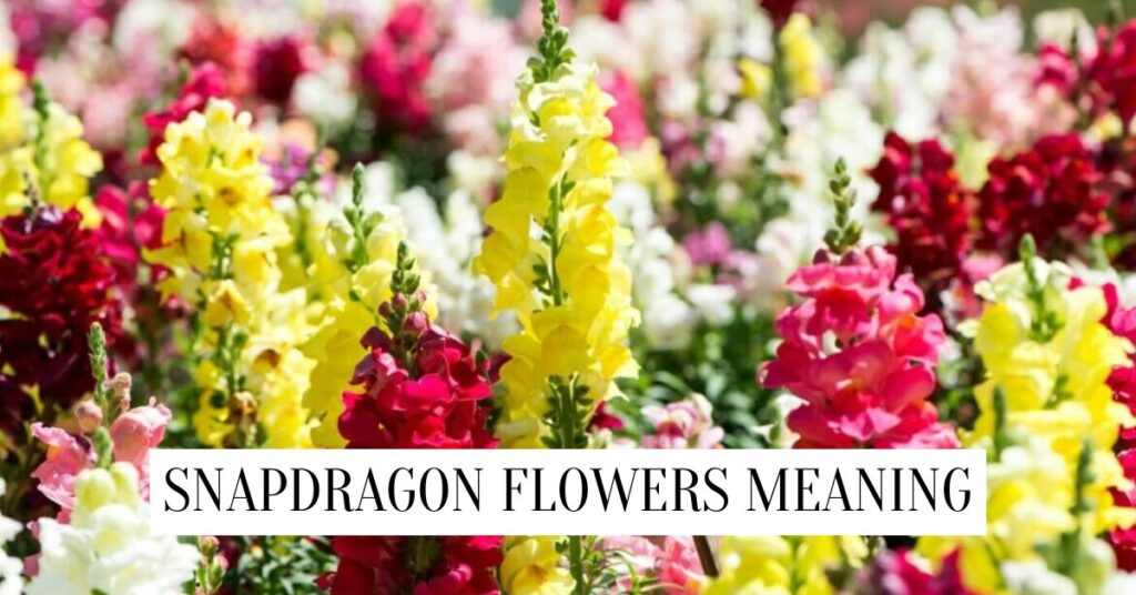 Snapdragon Flower Meaning