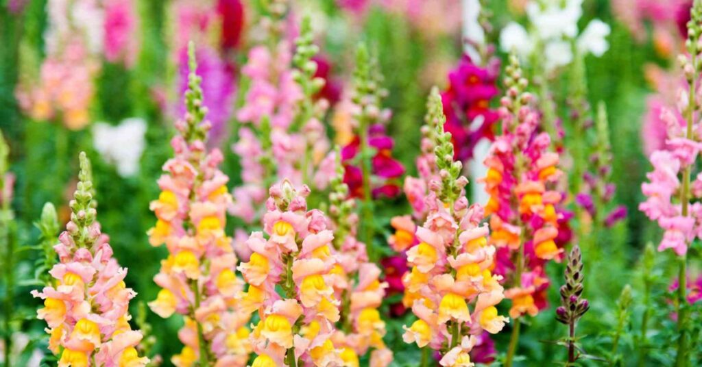 Snapdragon Represent Protection