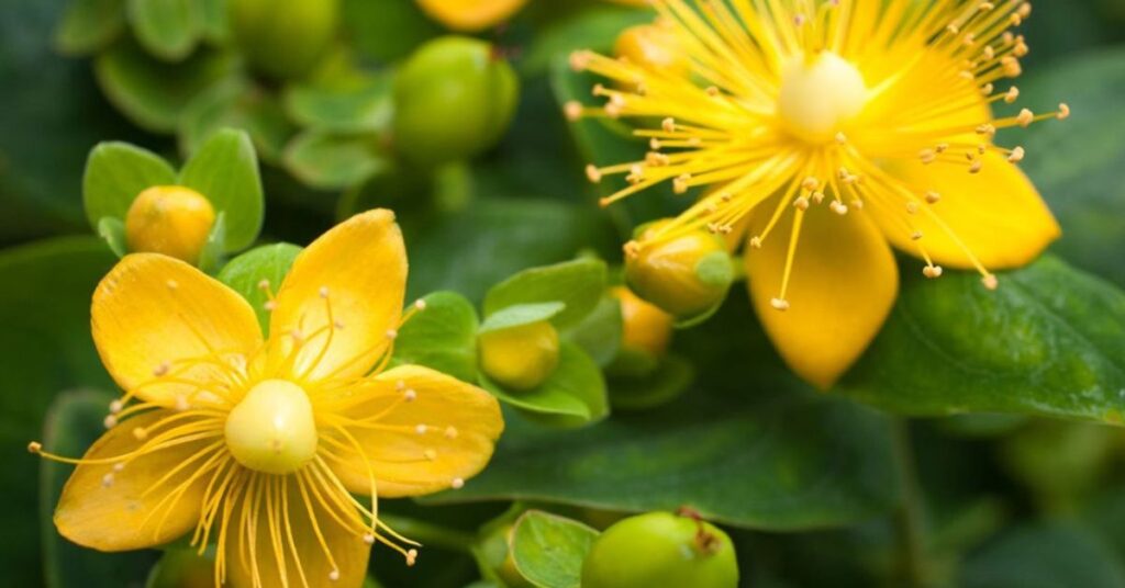 St. John’s Wort Represent Protection