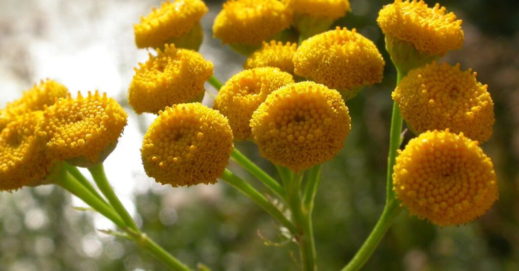 Tanacetum Represent Protection