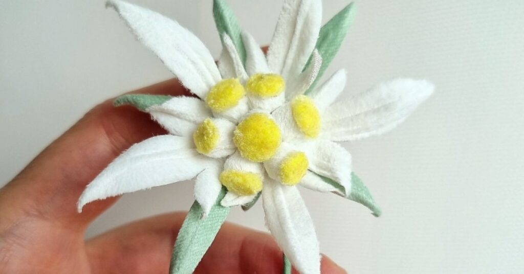 The Edelweiss Flower Color Meaning