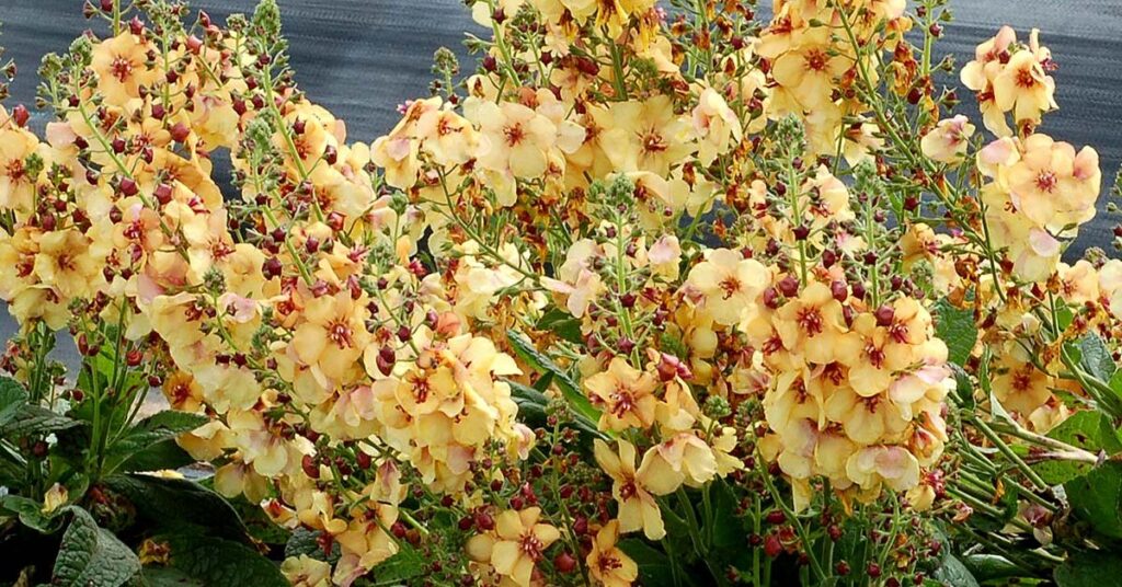 Verbascum Represent Protection