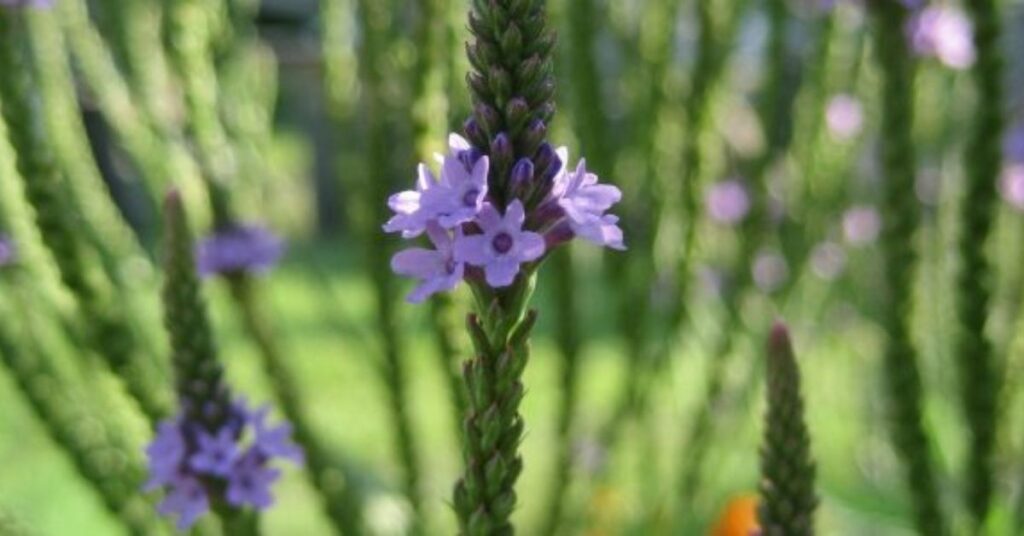 Verbena represent healing