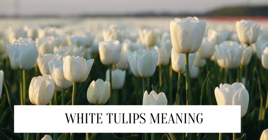 White Tulips Meaning