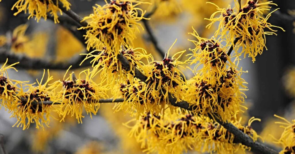 Witch Hazel Represent Protection