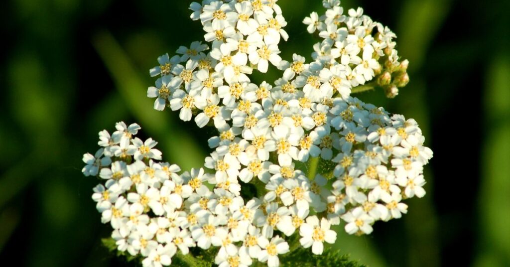 Yarrow Represent Protection