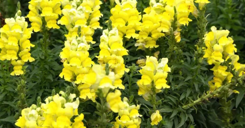 Yellow Snapdragon Flower Meaning