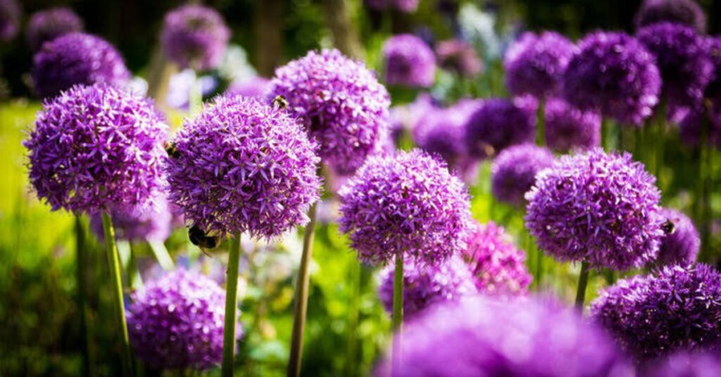 Allium Flower Color Symbolism