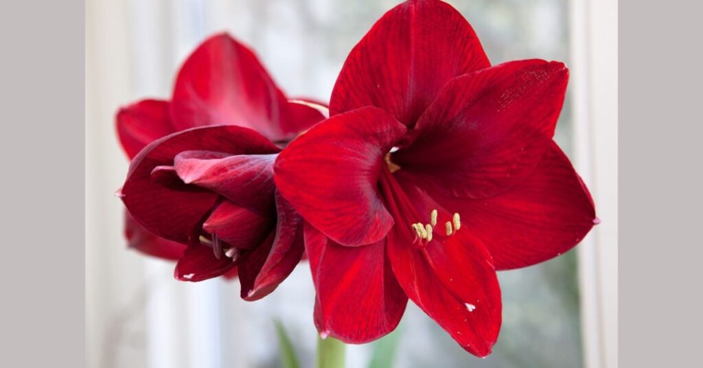 Amaryllis Flower Color Meanings